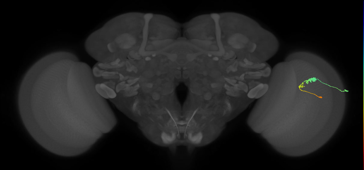 C3_R (JRC_OpticLobe:61038)