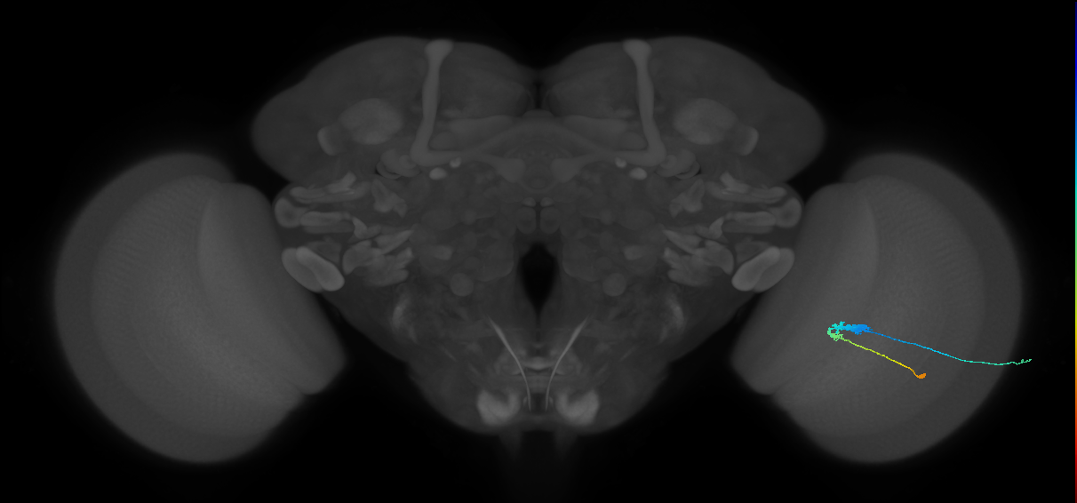C3_R (JRC_OpticLobe:55892)
