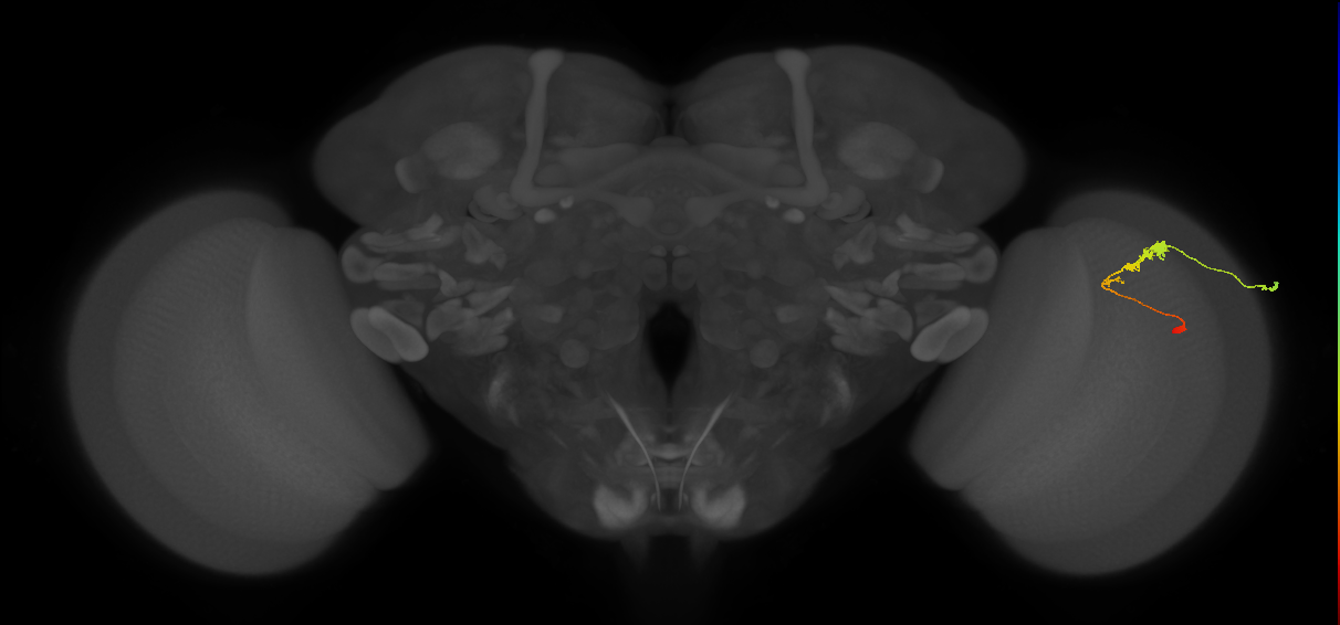 C3_R (JRC_OpticLobe:61679)
