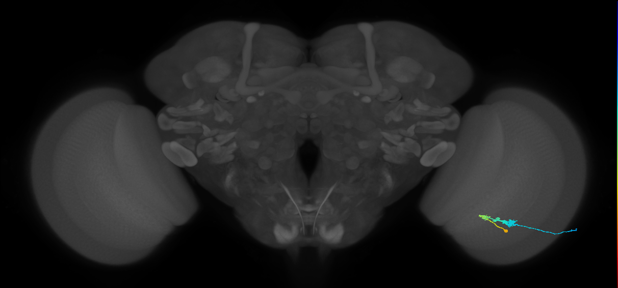 C3_R (JRC_OpticLobe:51559)