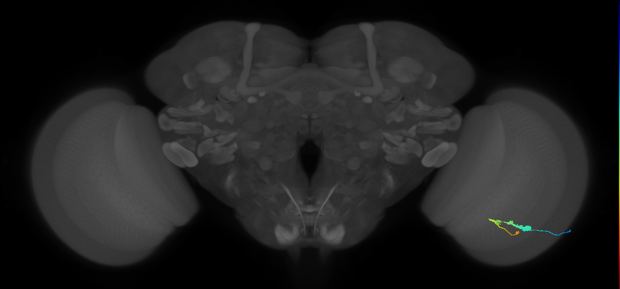 C3_R (JRC_OpticLobe:49313)