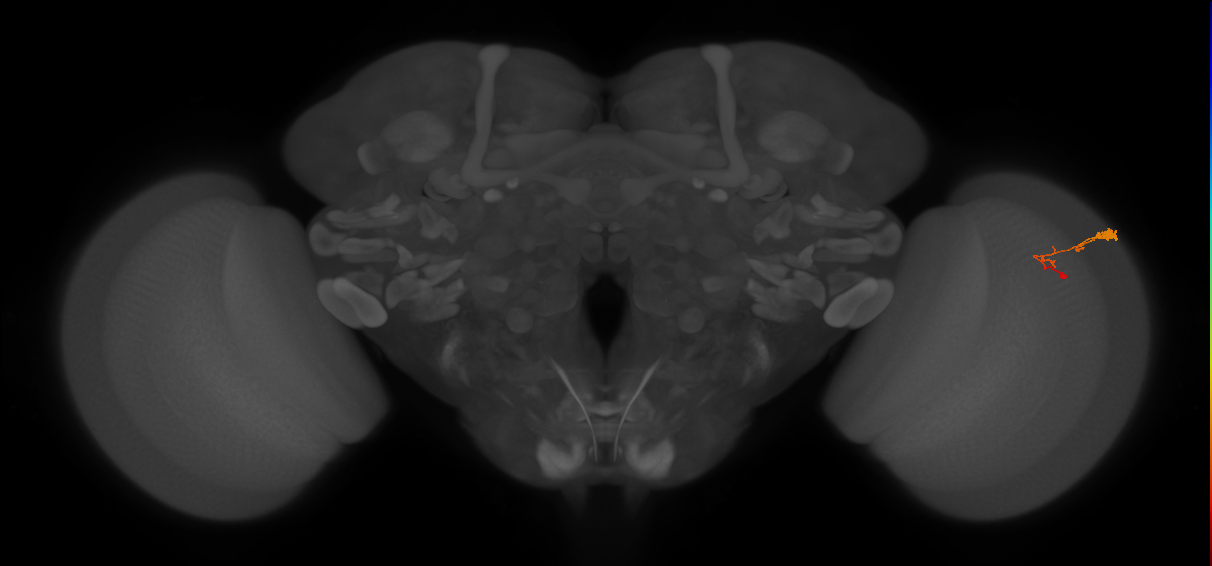 C3_R (JRC_OpticLobe:74648)