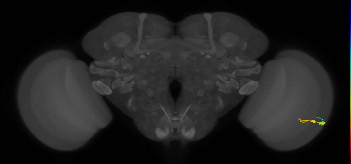 C3_R (JRC_OpticLobe:49462)