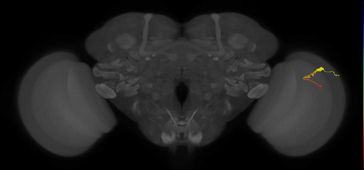 C3_R (JRC_OpticLobe:62364)