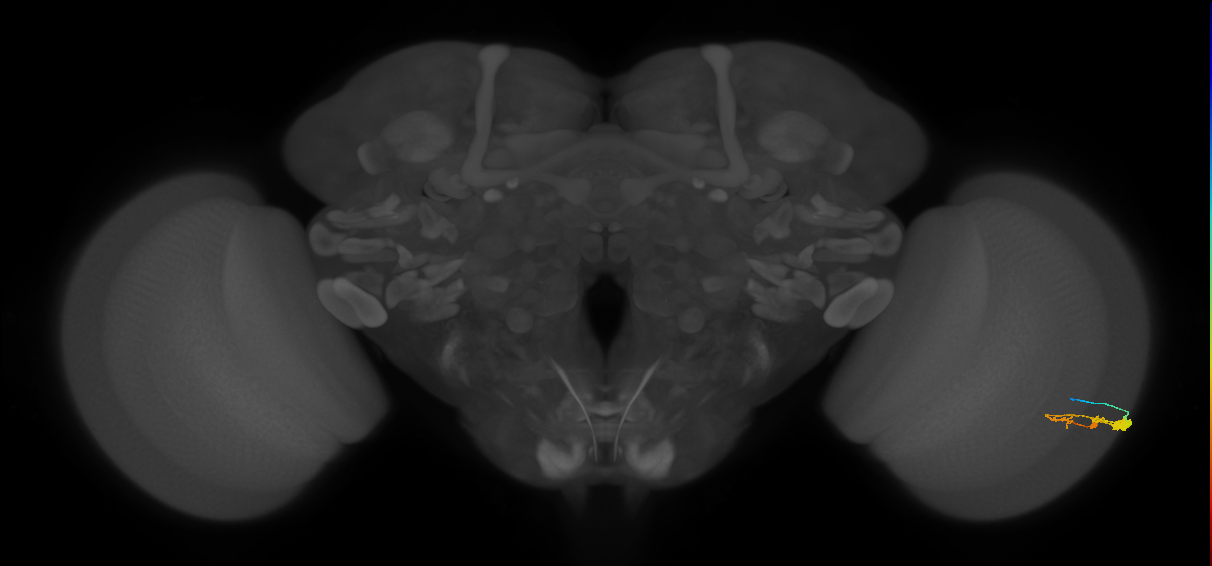 C3_R (JRC_OpticLobe:50883)