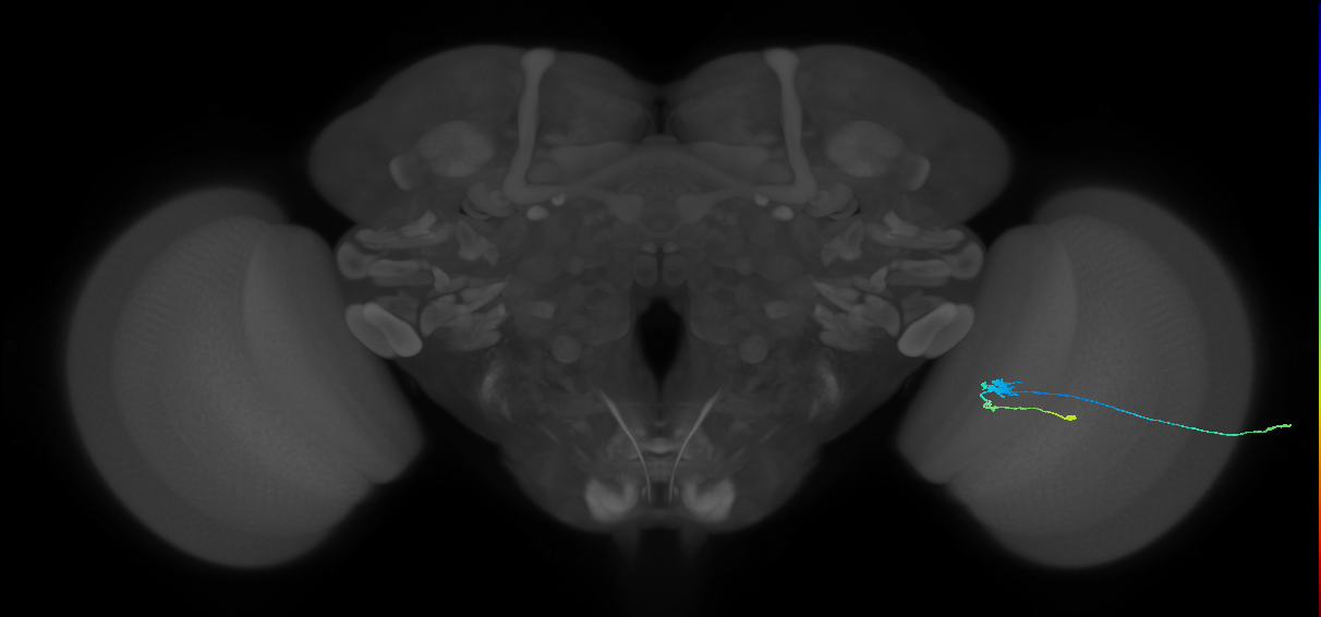C3_R (JRC_OpticLobe:90041)