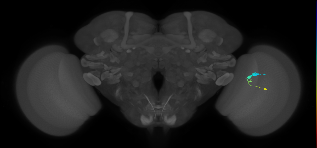 C3_R (JRC_OpticLobe:59621)