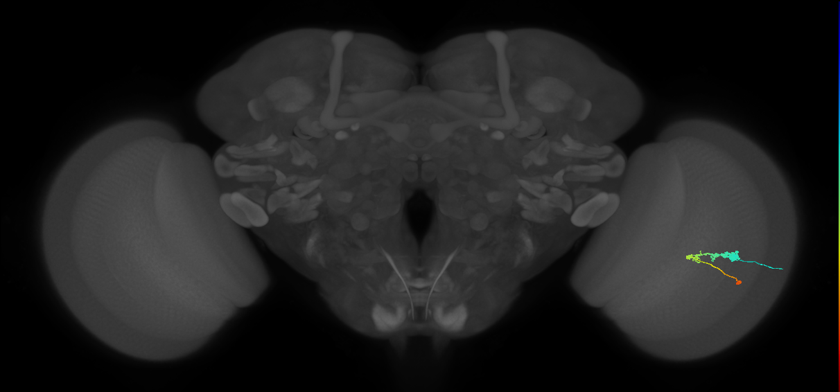 C3_R (JRC_OpticLobe:50438)