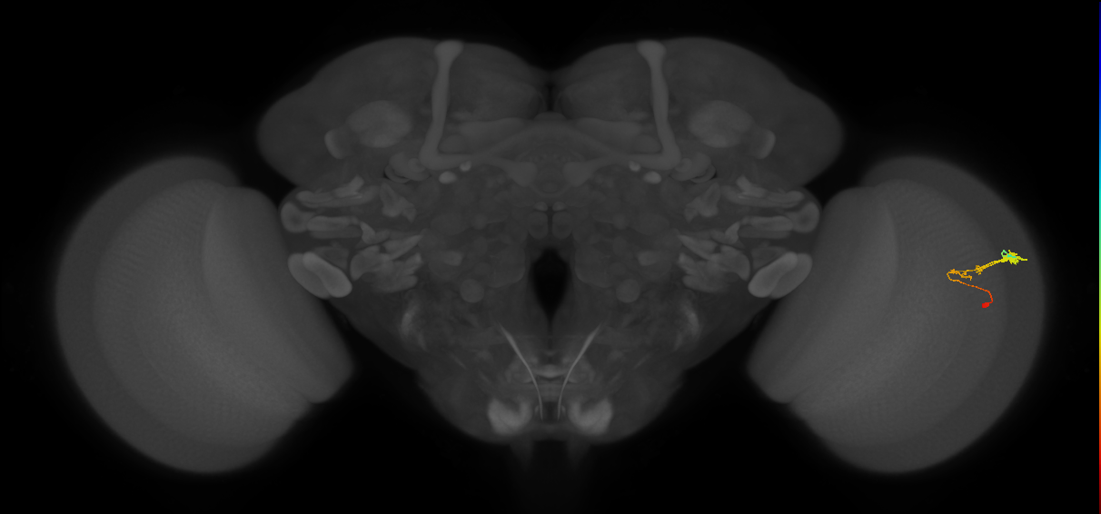 C3_R (JRC_OpticLobe:68752)