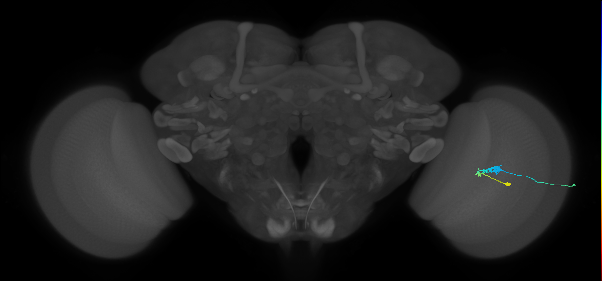 C3_R (JRC_OpticLobe:57615)