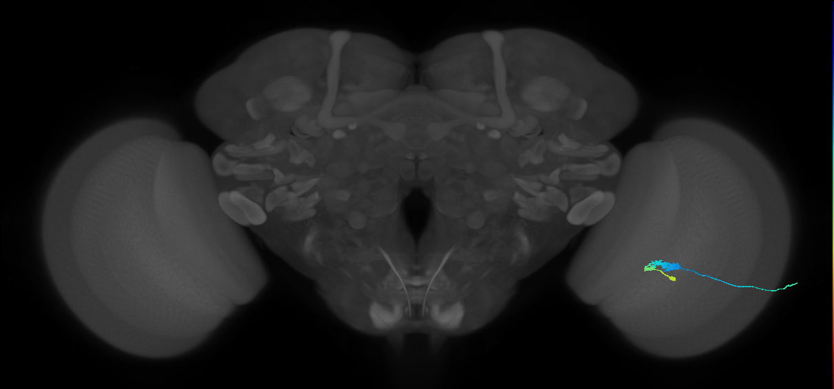 C3_R (JRC_OpticLobe:63360)