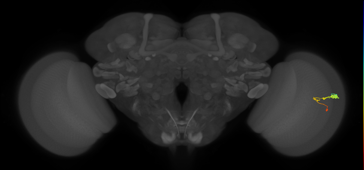 C3_R (JRC_OpticLobe:58233)