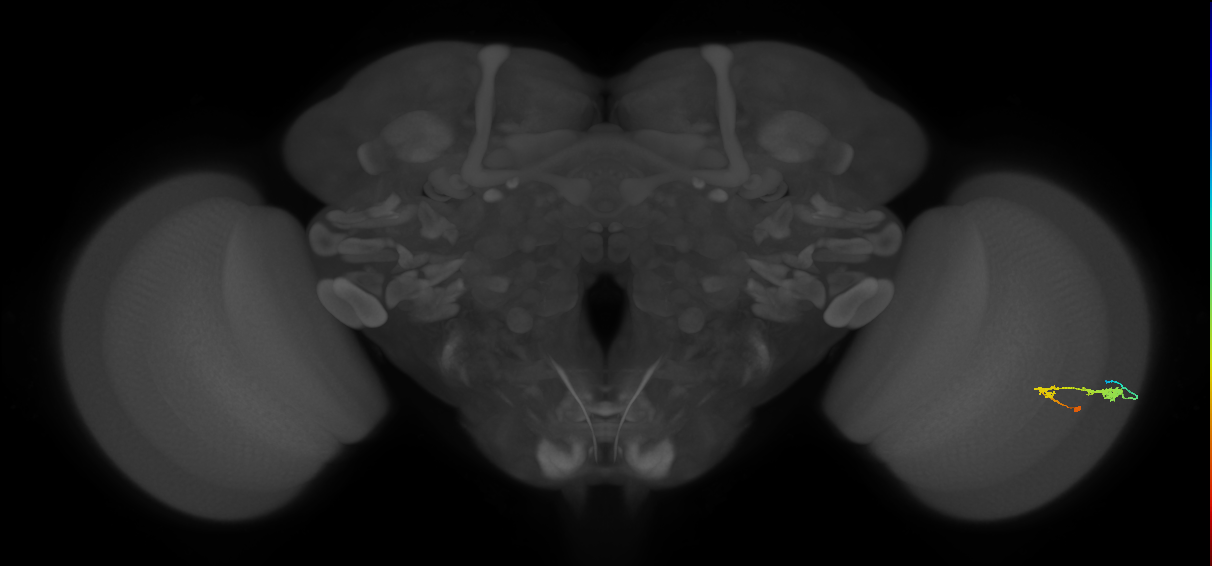 C3_R (JRC_OpticLobe:53804)