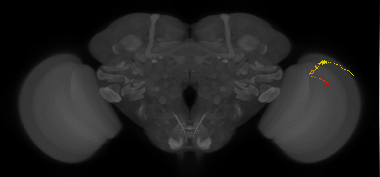 C3_R (JRC_OpticLobe:58777)