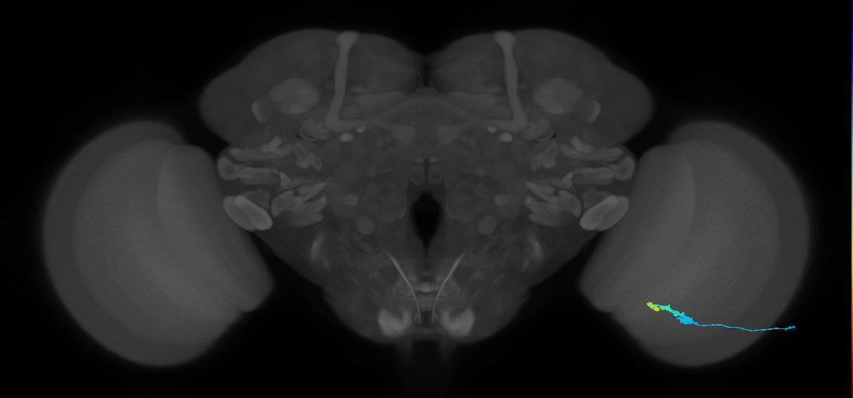 C3_R (JRC_OpticLobe:60706)