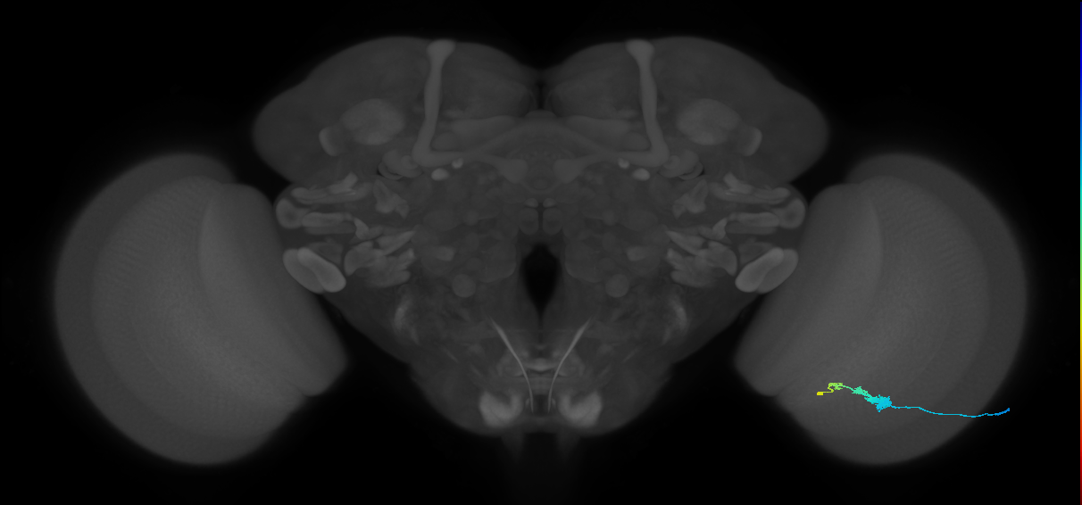 C3_R (JRC_OpticLobe:58203)
