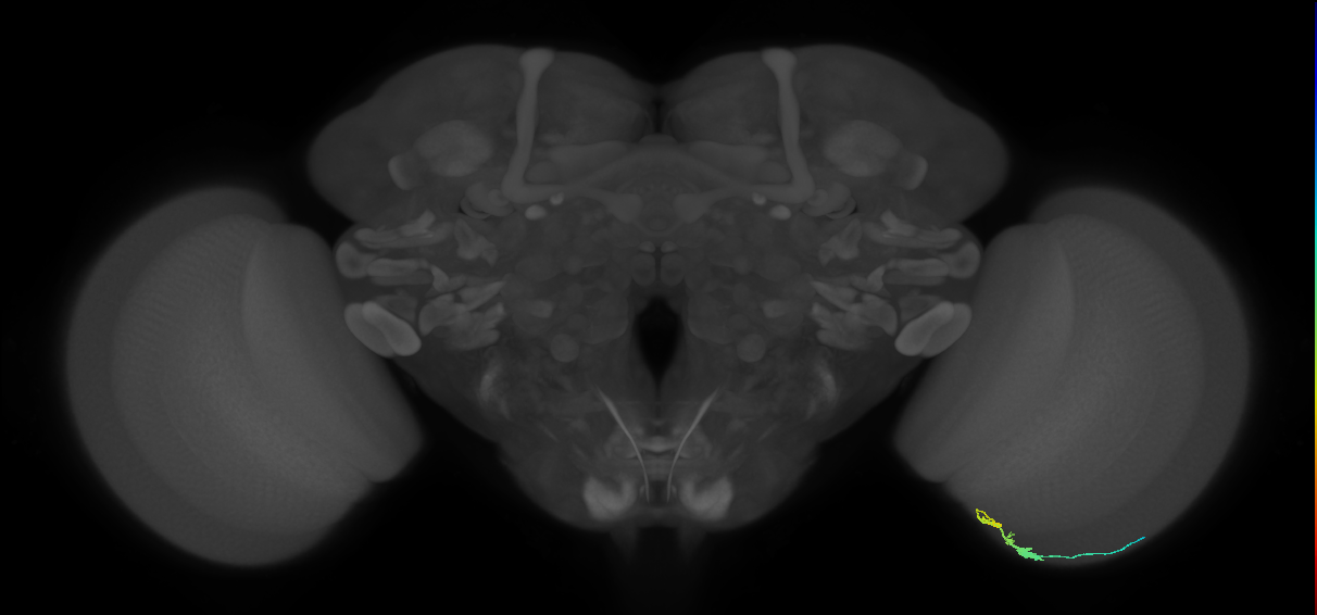 C3_R (JRC_OpticLobe:91118)