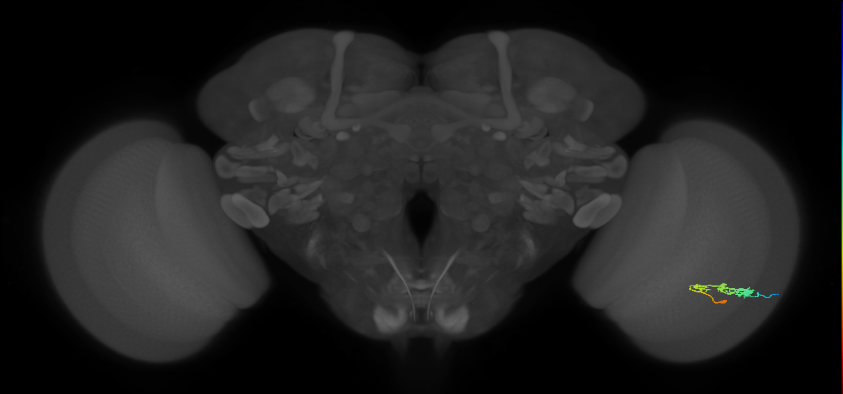 C3_R (JRC_OpticLobe:52523)