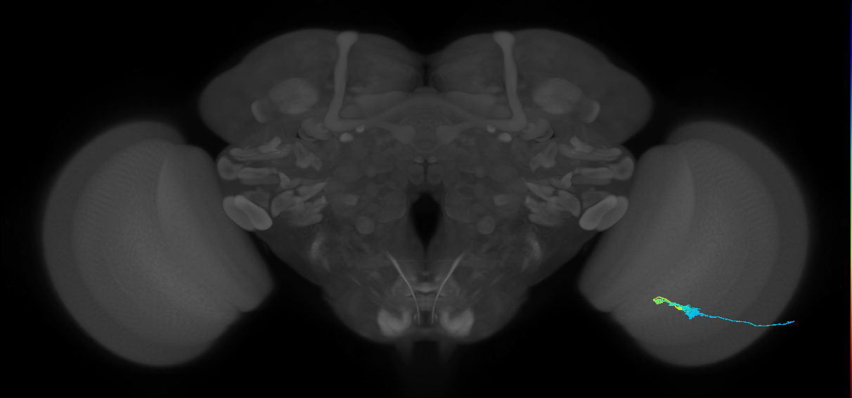 C3_R (JRC_OpticLobe:51298)