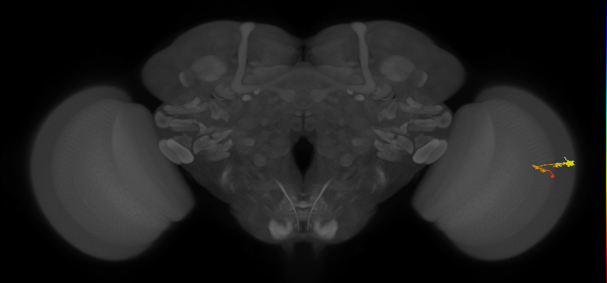 C3_R (JRC_OpticLobe:58983)