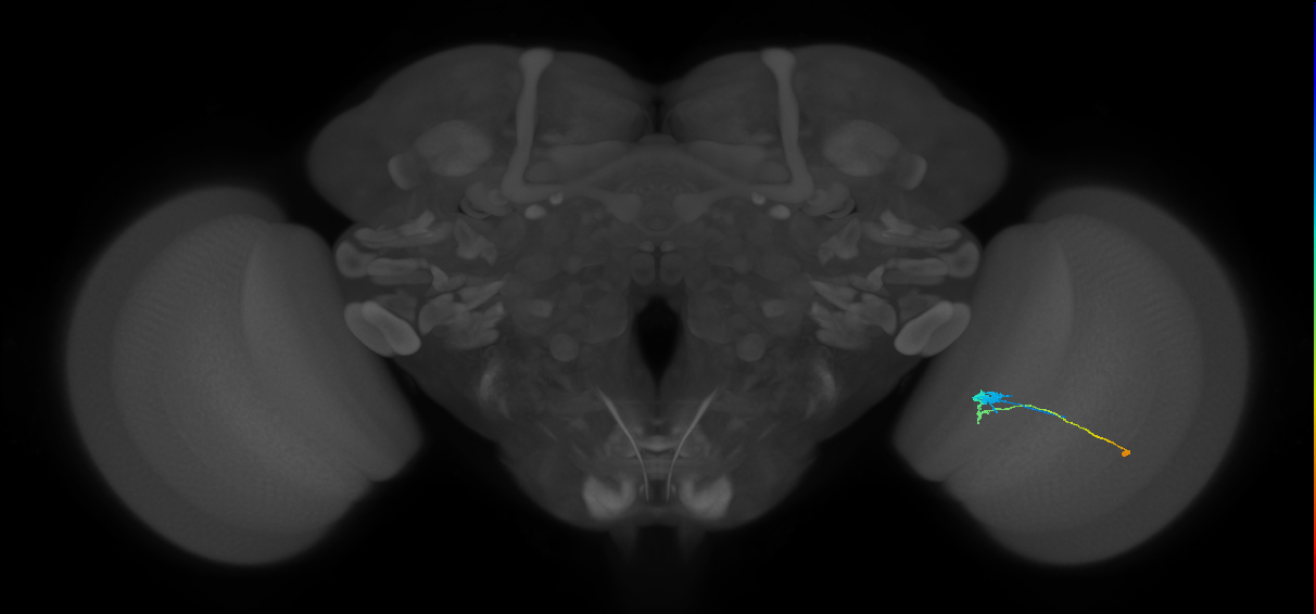 C3_R (JRC_OpticLobe:74381)