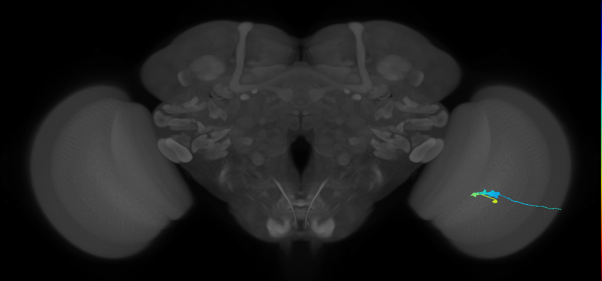 C3_R (JRC_OpticLobe:59545)