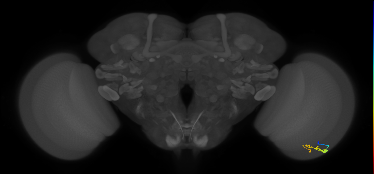 C3_R (JRC_OpticLobe:50467)
