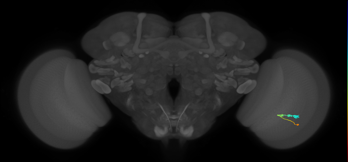 C3_R (JRC_OpticLobe:57804)