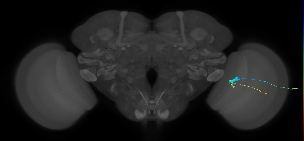 C3_R (JRC_OpticLobe:49316)