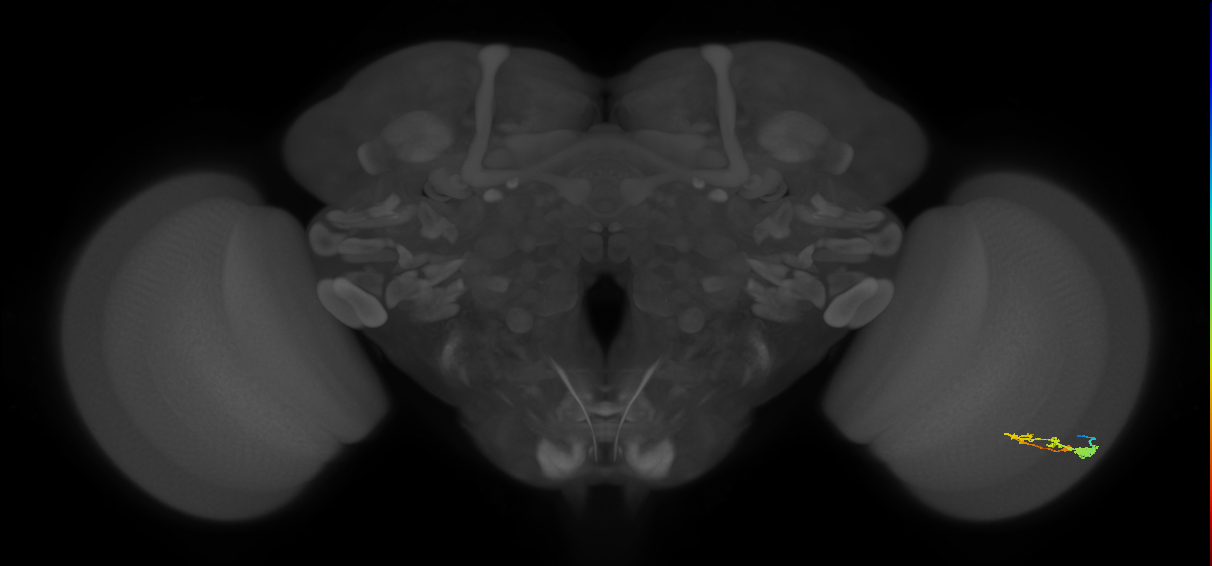 C3_R (JRC_OpticLobe:53491)