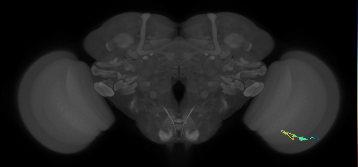 C3_R (JRC_OpticLobe:47307)