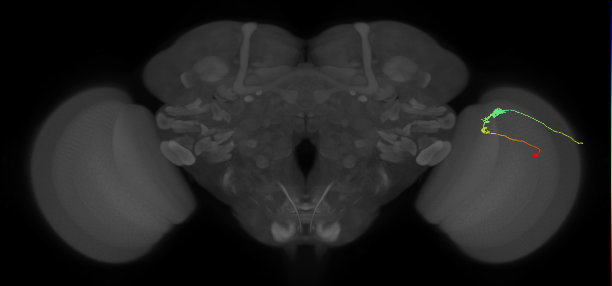 C3_R (JRC_OpticLobe:58064)