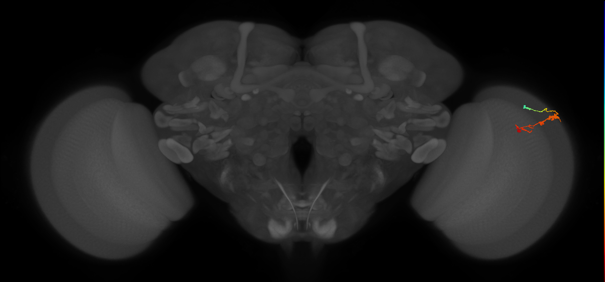 C3_R (JRC_OpticLobe:58865)