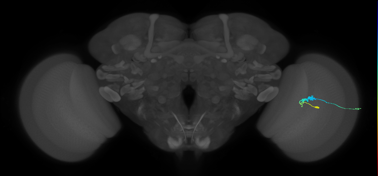 C3_R (JRC_OpticLobe:52848)