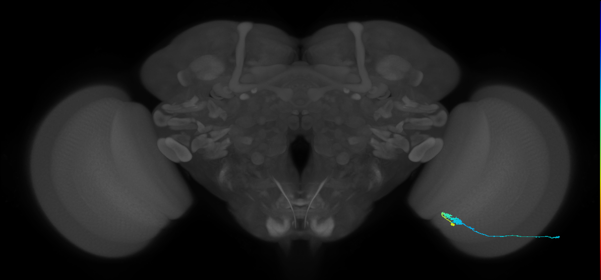 C3_R (JRC_OpticLobe:60357)