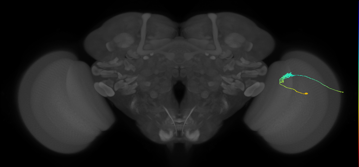 C3_R (JRC_OpticLobe:65191)
