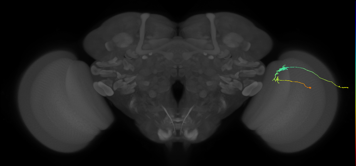 C3_R (JRC_OpticLobe:59435)