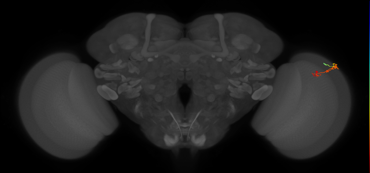 C3_R (JRC_OpticLobe:57290)