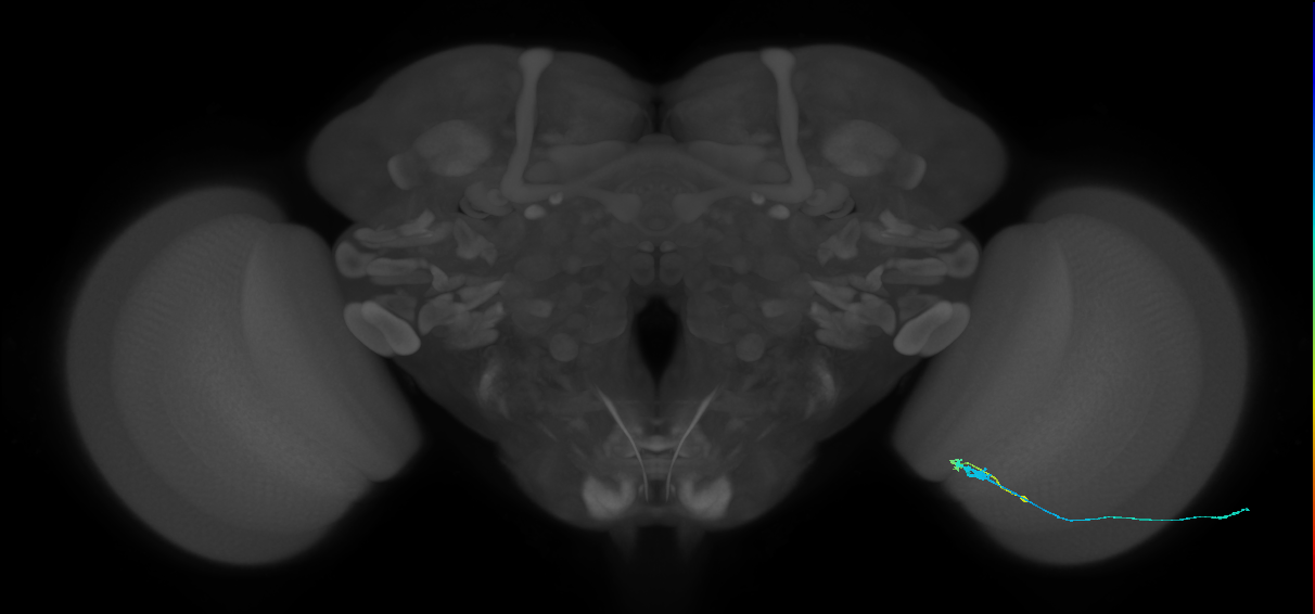 C3_R (JRC_OpticLobe:94905)