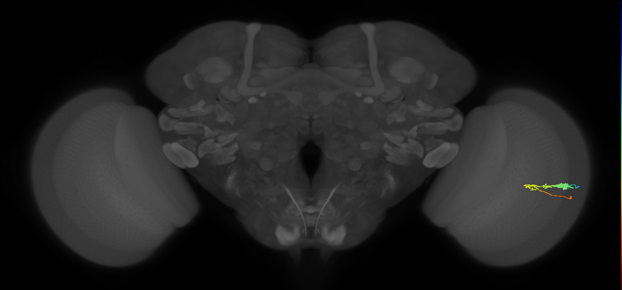 C3_R (JRC_OpticLobe:51034)