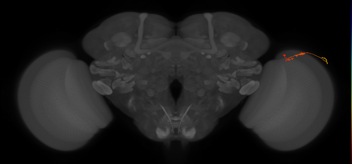 C3_R (JRC_OpticLobe:96063)