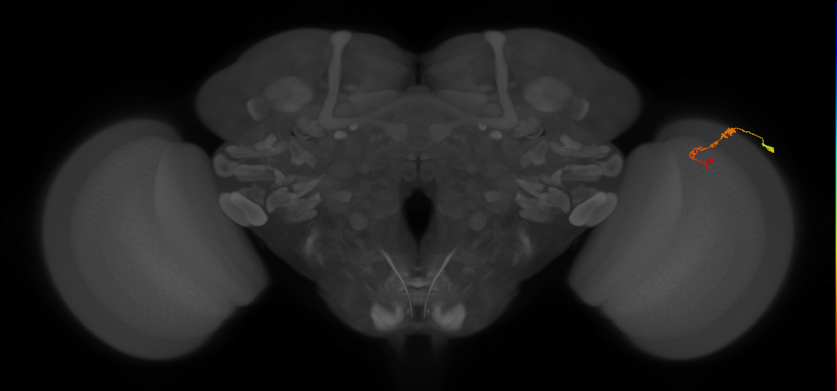 C3_R (JRC_OpticLobe:59005)