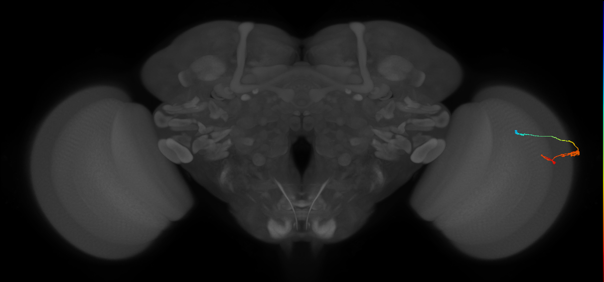 C3_R (JRC_OpticLobe:545608)