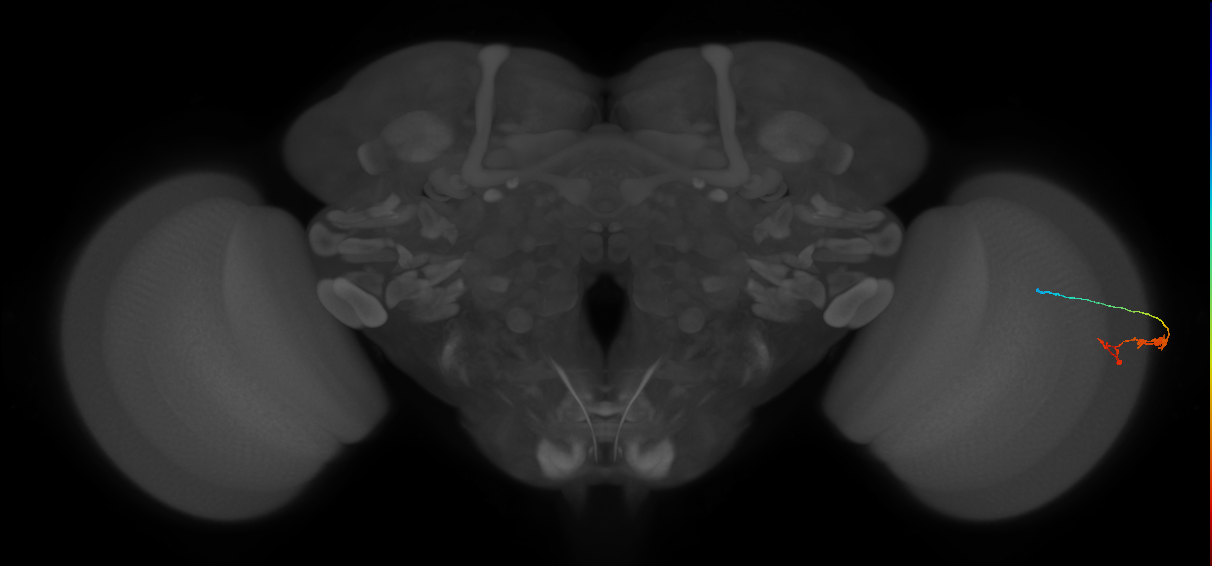 C3_R (JRC_OpticLobe:96966)