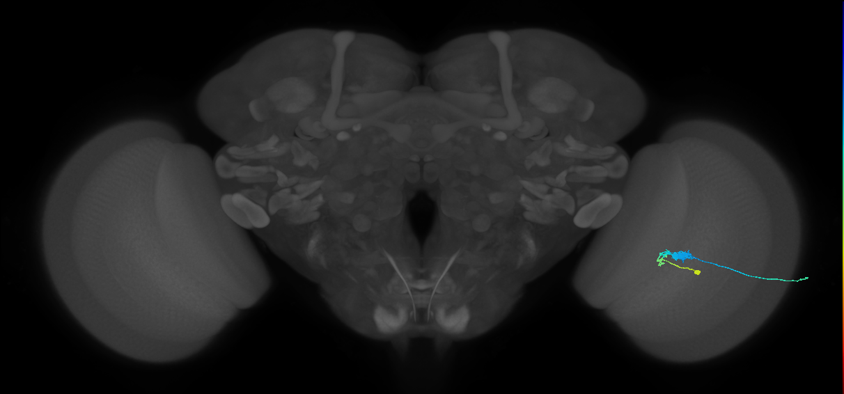 C3_R (JRC_OpticLobe:58989)