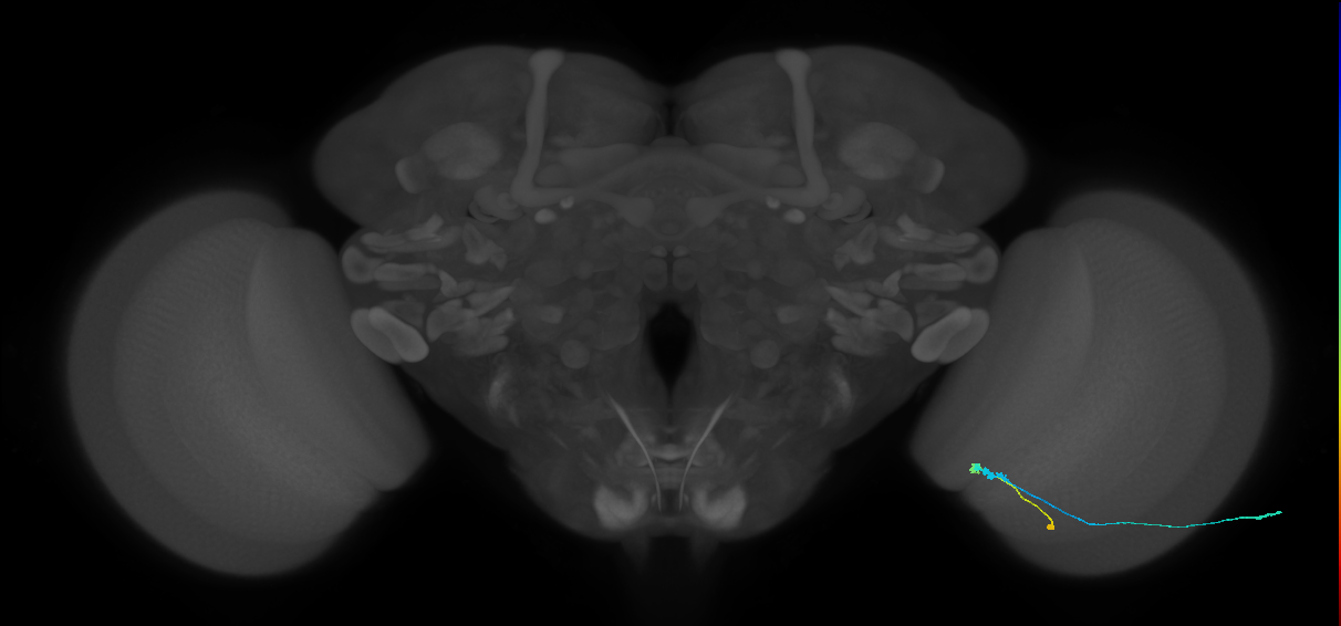 C3_R (JRC_OpticLobe:75671)