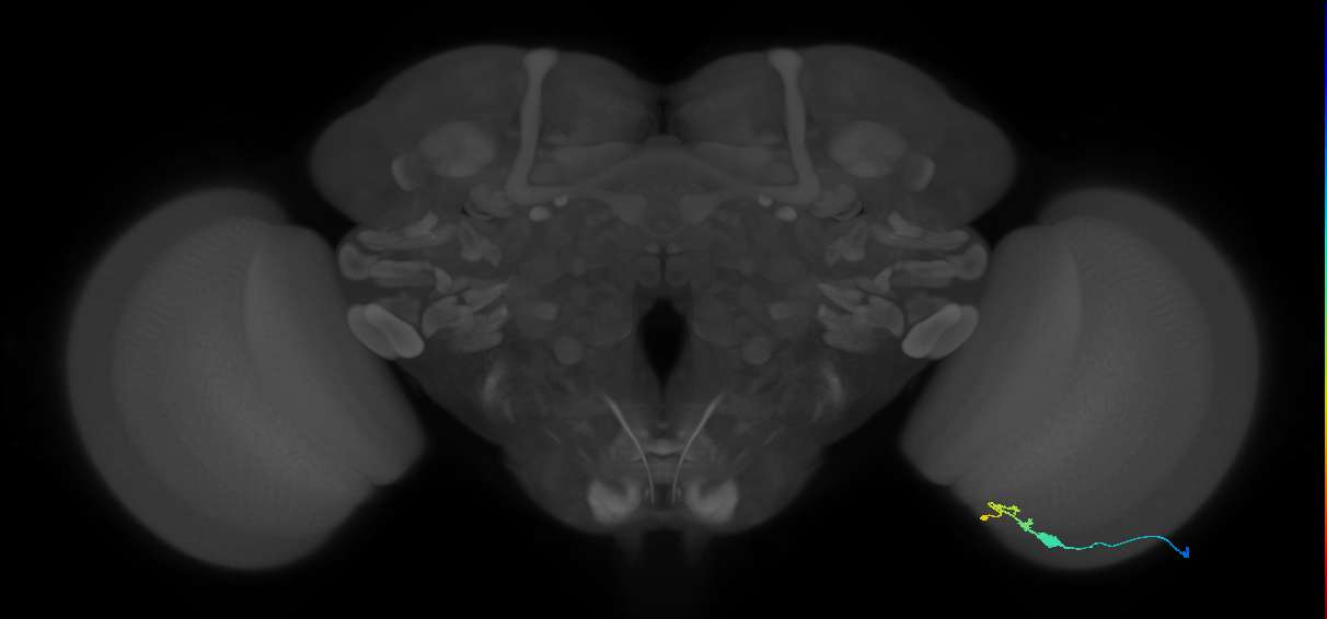 C3_R (JRC_OpticLobe:77386)