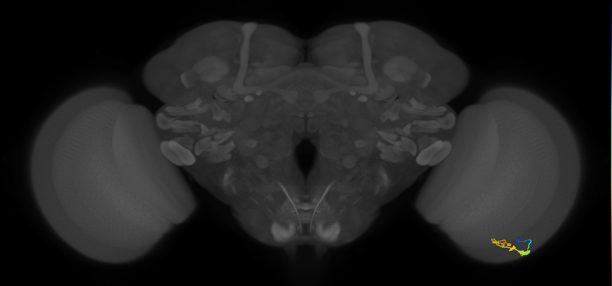 C3_R (JRC_OpticLobe:51536)