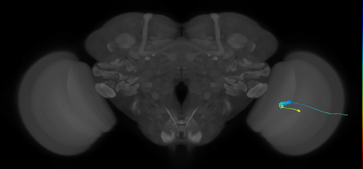 C3_R (JRC_OpticLobe:65411)