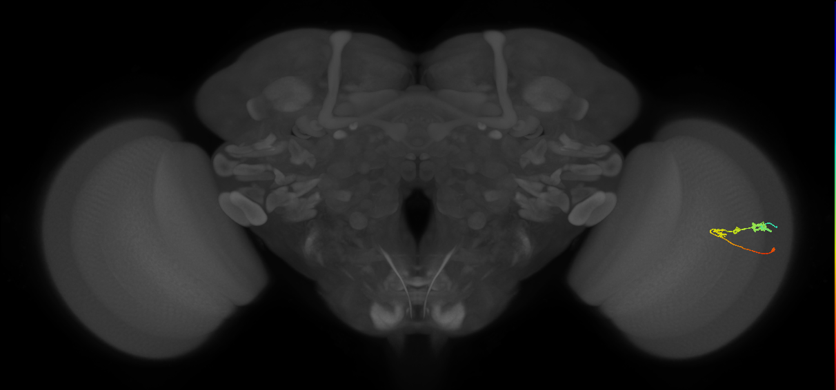 C3_R (JRC_OpticLobe:54840)